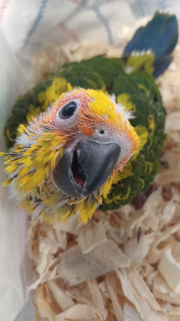 Vogelhandel daems
