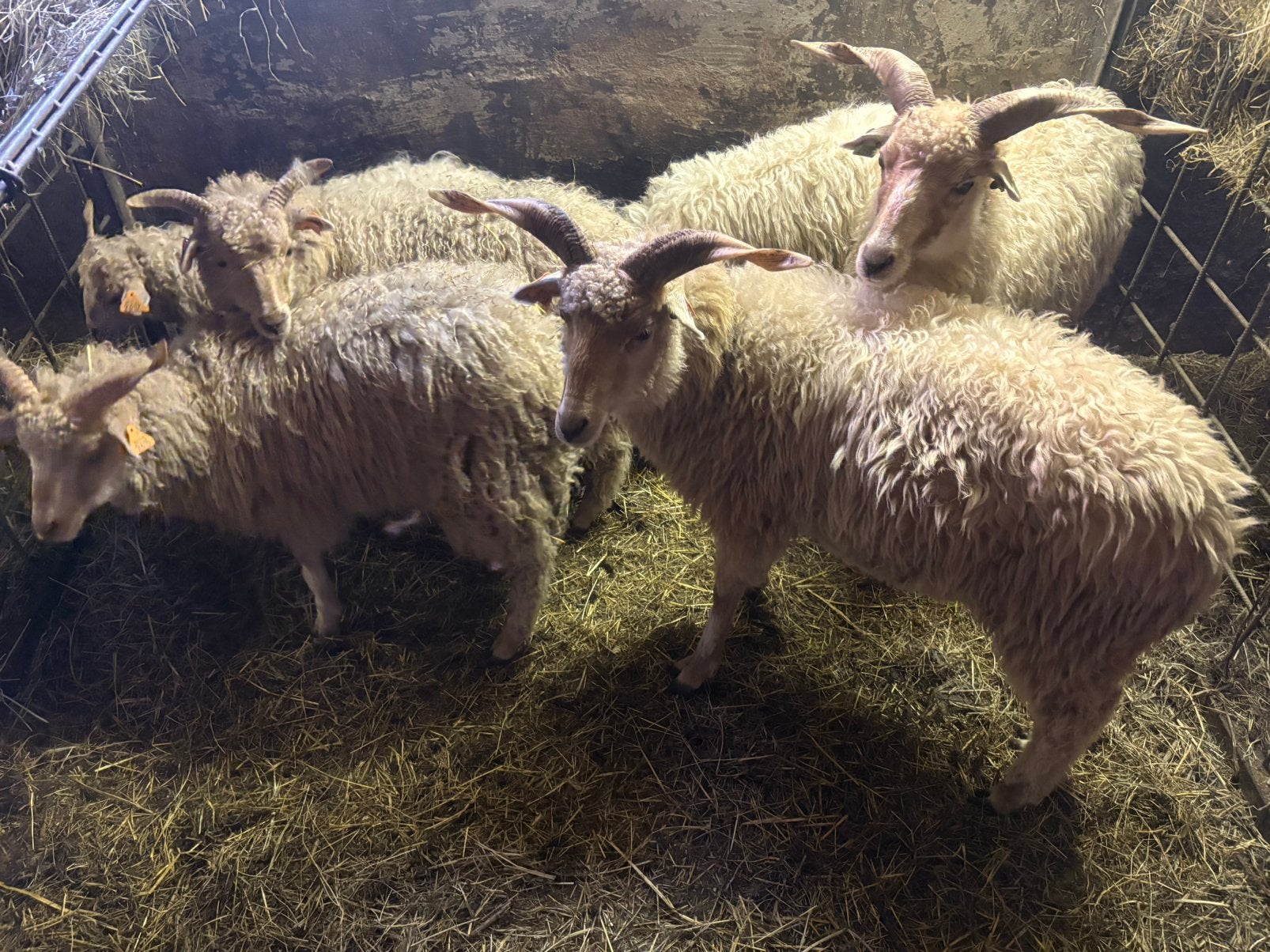 Racka schapen, Plusieurs animaux, Mouton, 0 à 2 ans