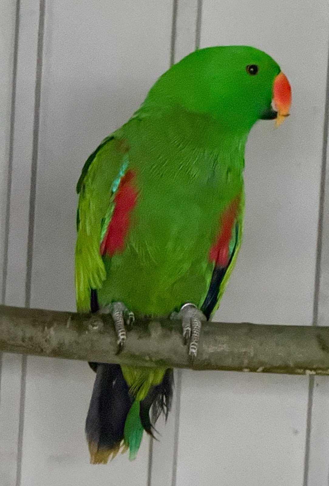 2 x kweekkoppel edelpapegaaien, Dieren en Toebehoren, Meerdere dieren, Papegaai, Geringd