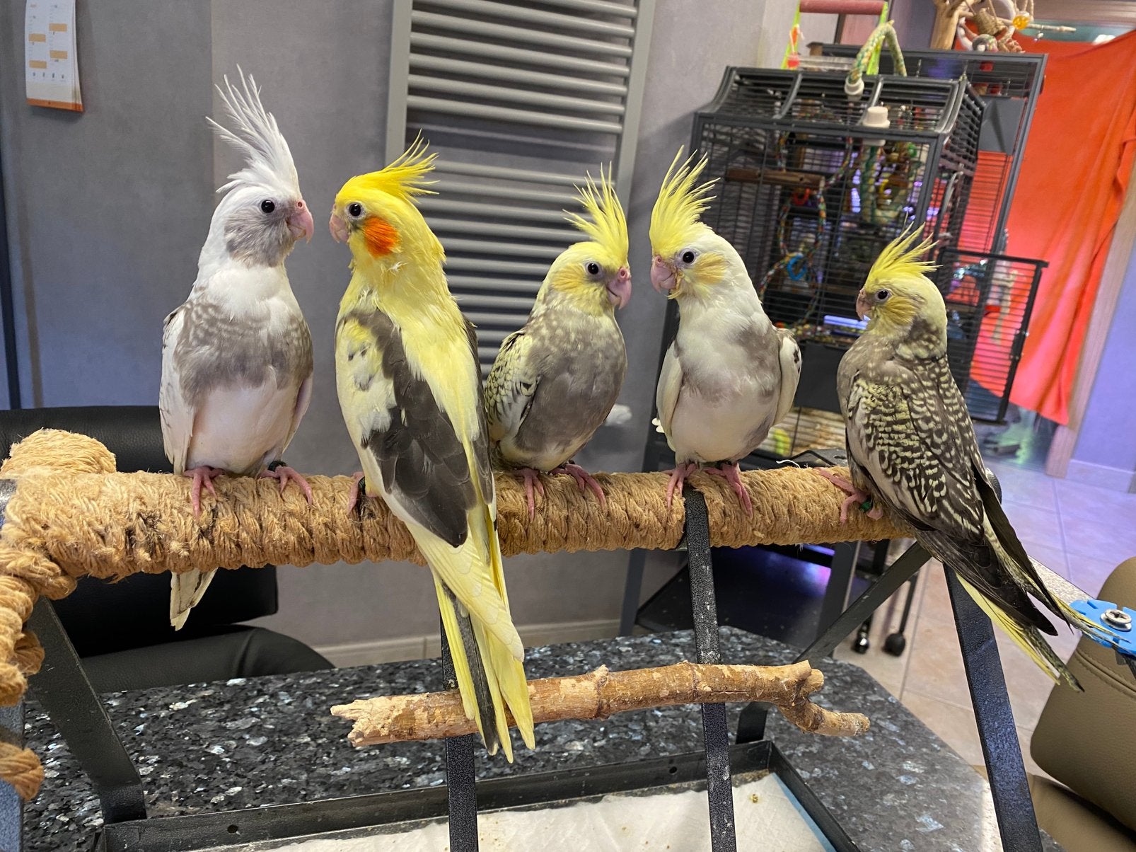 Jeunes calopsittes super EAM 2026 avec ADN, Animaux & Accessoires, Oiseaux | Perruches & Perroquets, Perruche, Plusieurs animaux