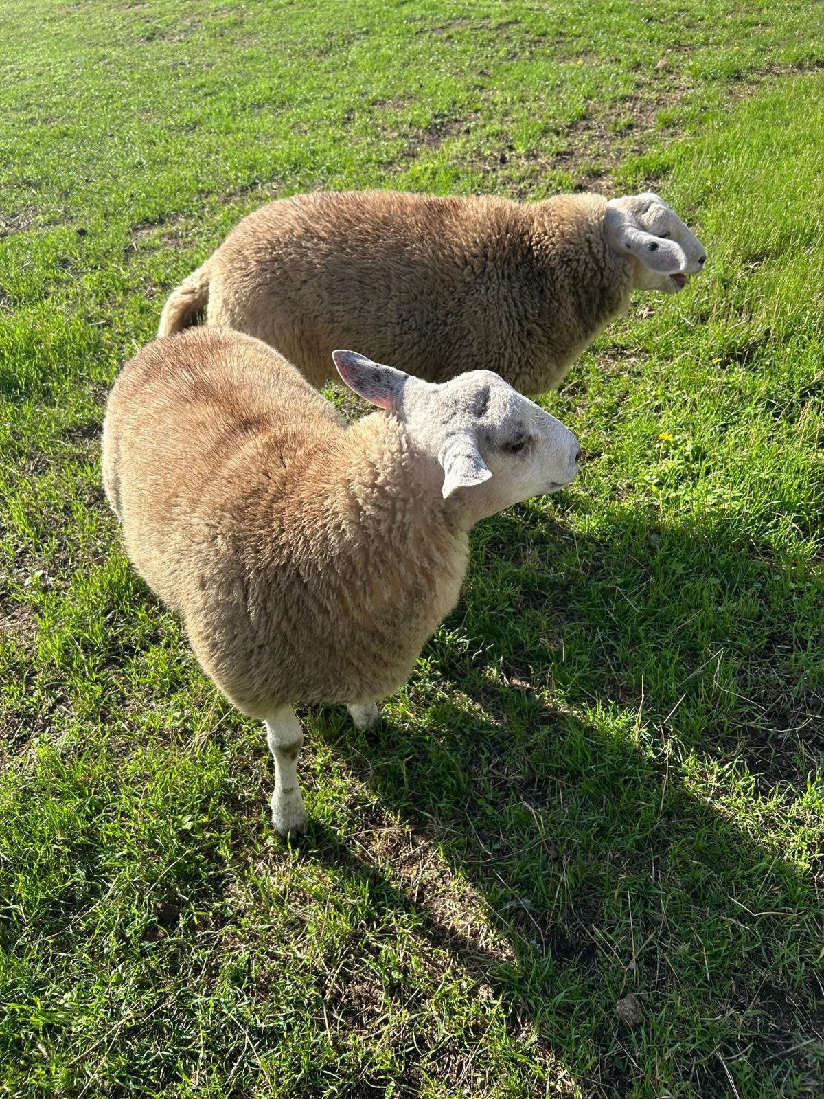 Schapen, Dieren en Toebehoren