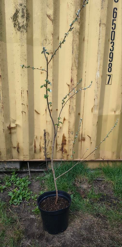 Zilverberk boom Hoogte 1m50 a 2m te koop Intermassa BV, Tuin en Terras, Ophalen