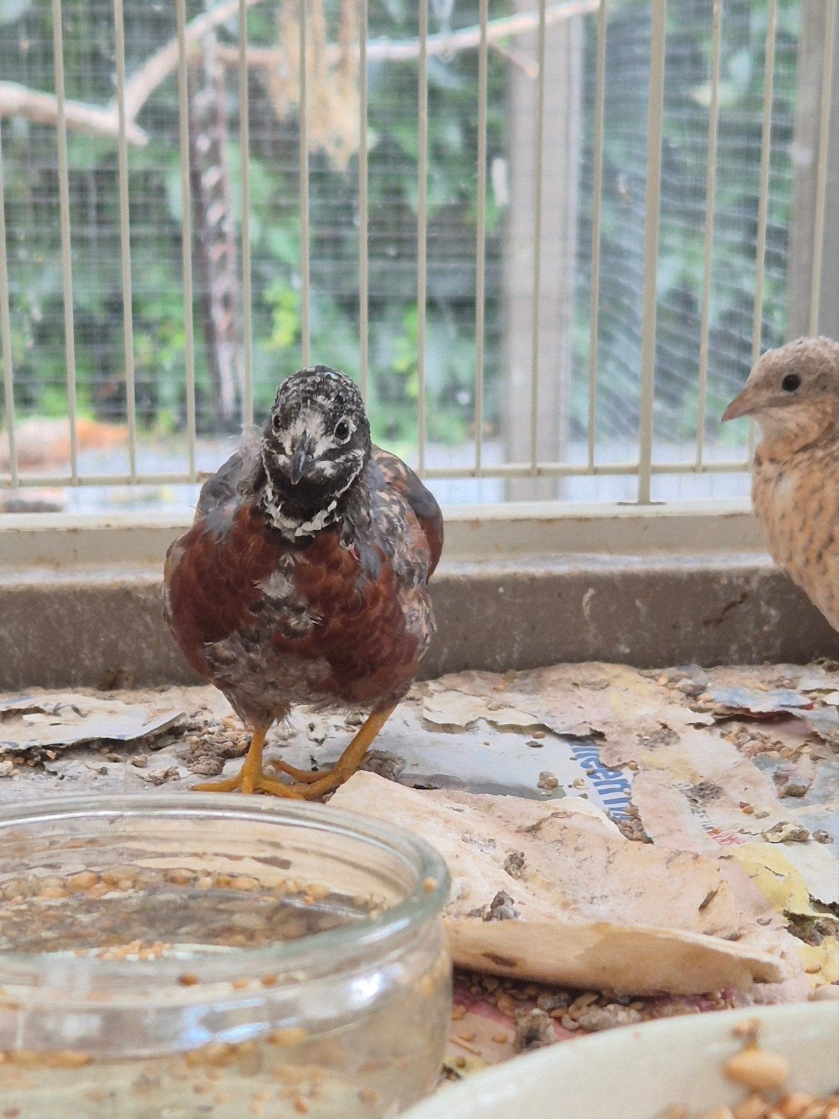 Chinese dwergkwartel haantje of koppel, Dieren en Toebehoren, Vogels | Overige Vogels, Meerdere dieren, Tropenvogel