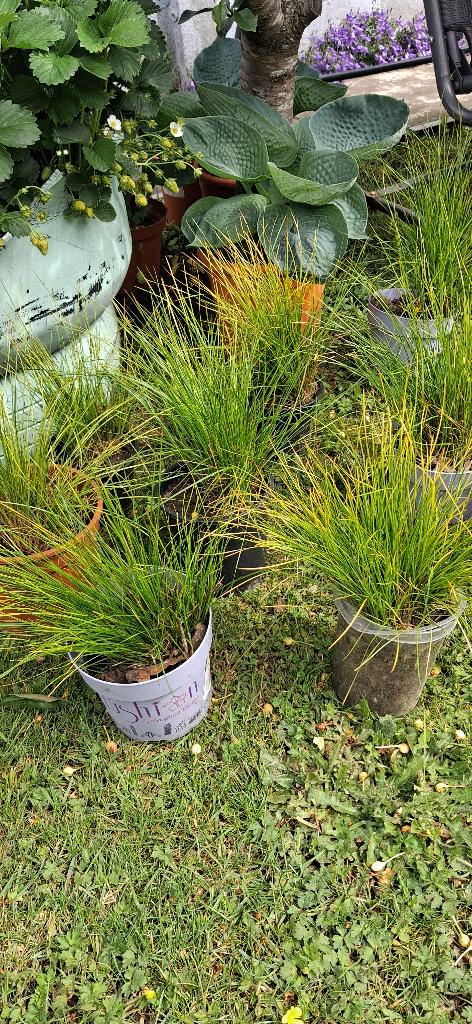 Siergras, Tuin en Terras, Planten | Tuinplanten, Ophalen, Winter, Vaste plant, Siergrassen
