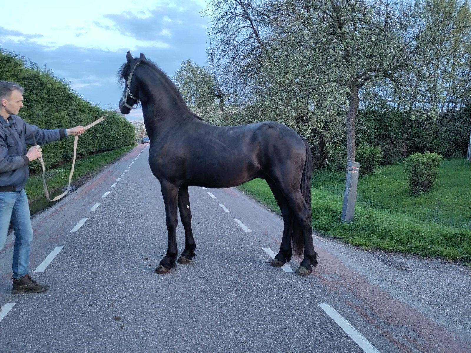 frison 5 ans etalon, L, Étalon, 3 à 6 ans, 170 à 175 cm