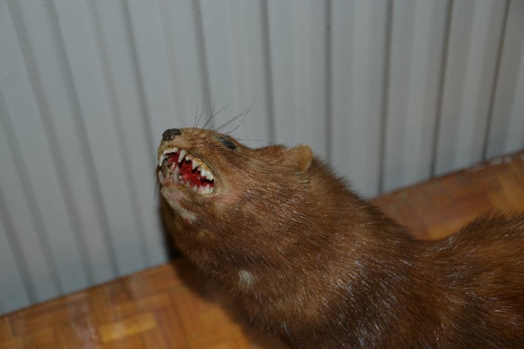 taxidermie, Ophalen