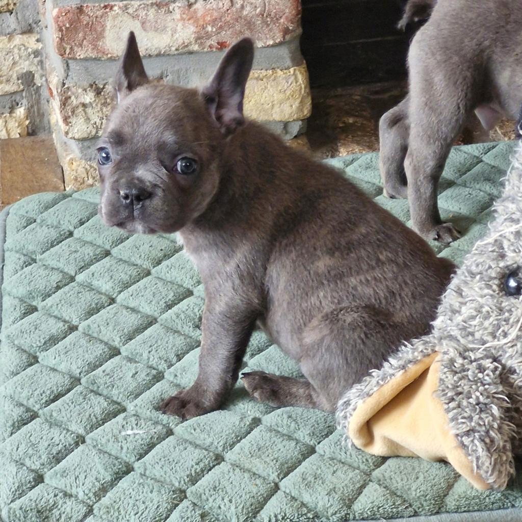 bouledogue français, Chien (mâle), Belgique, 8 à 15 semaines, Bouledogue