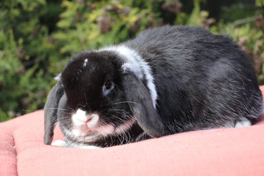 Zeer toffe nhd ram, Dieren en Toebehoren, Mannelijk, Klein, Hangoor, 0 tot 2 jaar