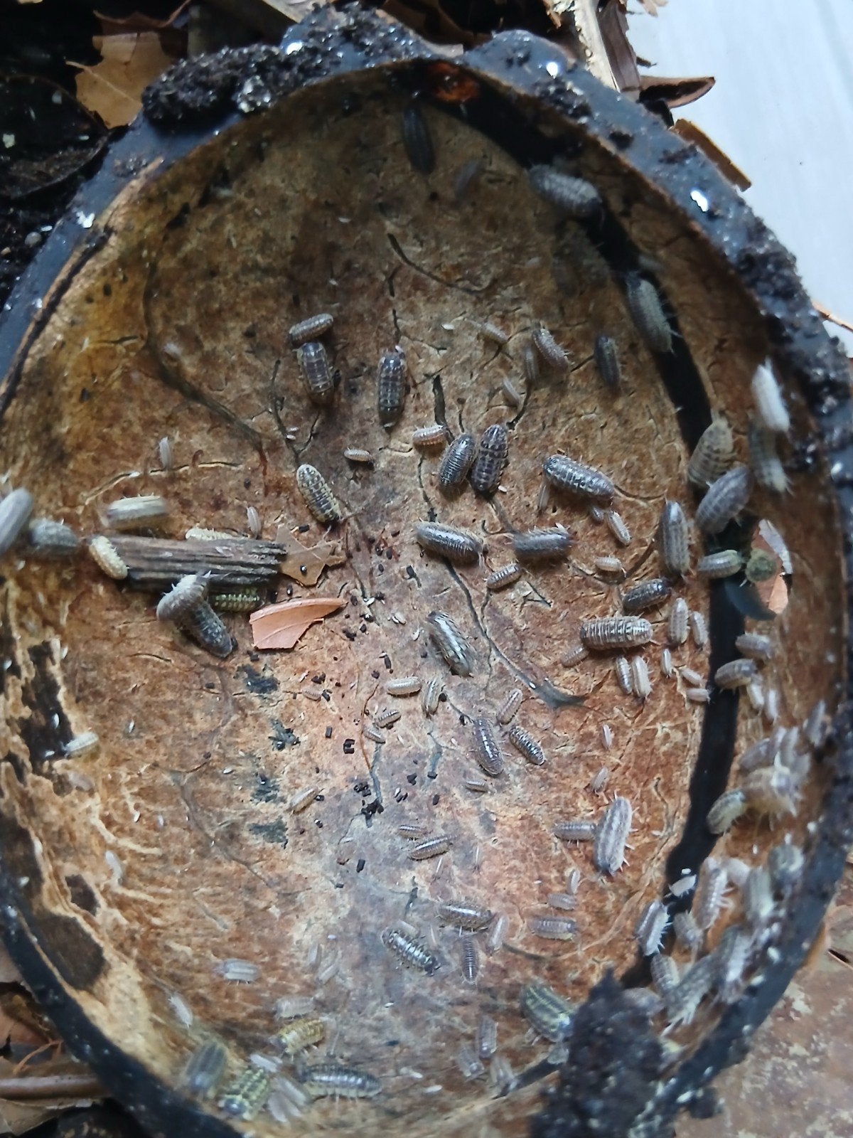 Armadillidium Versicolor "Slovenia" isopods kweek, Dieren en Toebehoren, Overige soorten
