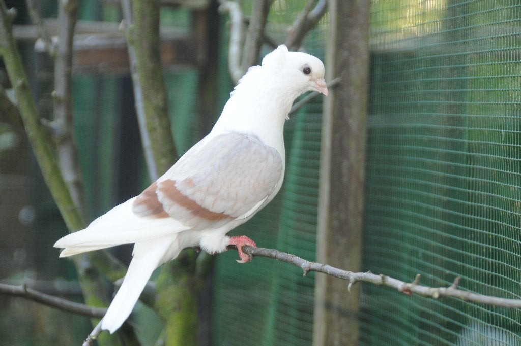 SIER DUIFJES, Dieren en Toebehoren, Vogels | Duiven, Geslacht onbekend, Overige soorten