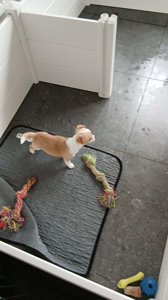 chihuahua pups, Animaux & Accessoires, Chien (mâle), Belgique, 8 à 15 semaines, Plusieurs