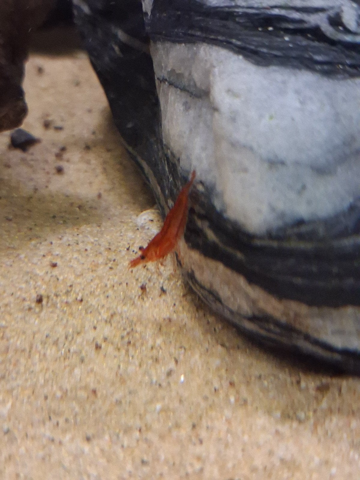 Rode neocaridina garnalen, Animaux & Accessoires, Poissons | Poissons d'aquarium