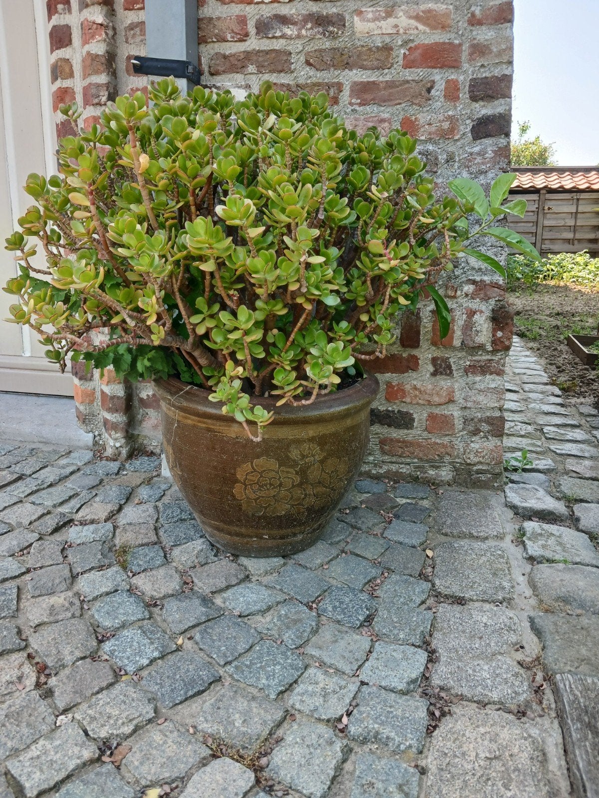 Plante grasse depuis plus de 25 ans., Jardin & Terrasse, Enlèvement ou Envoi
