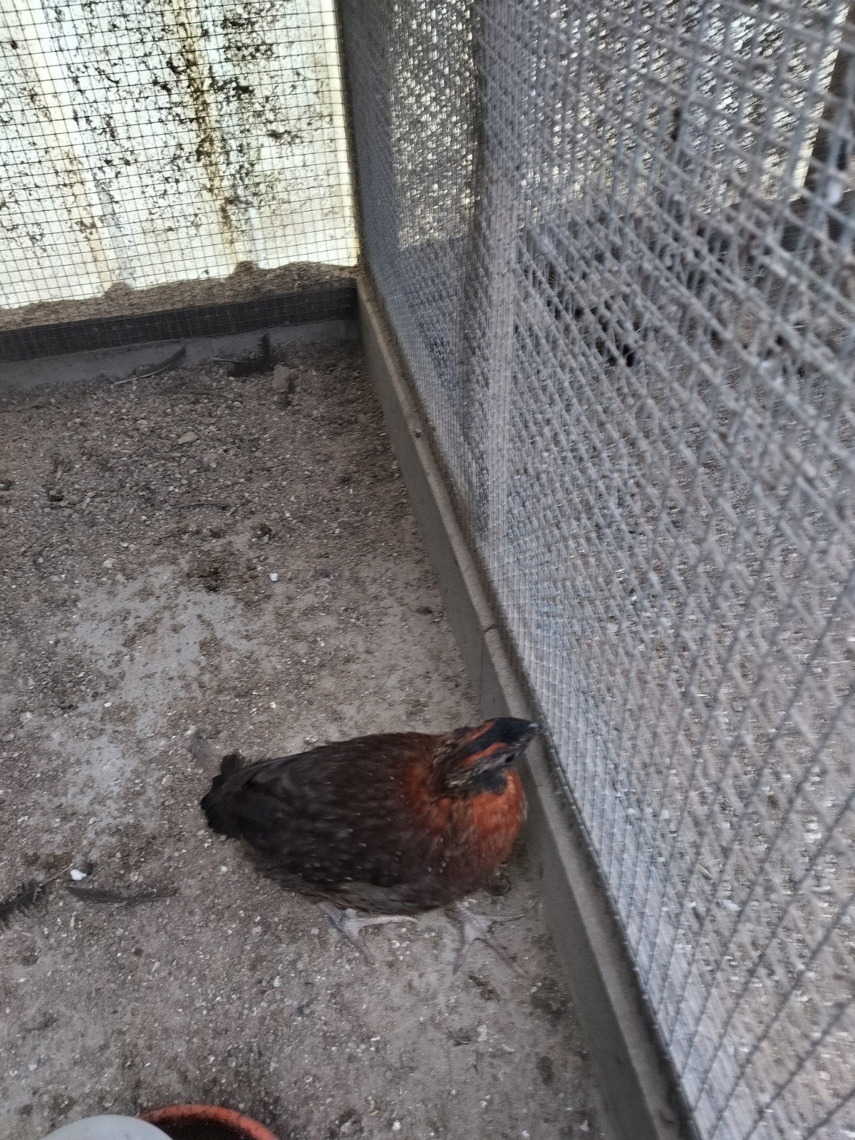 fazanten duiven, Dieren en Toebehoren, Mannelijk, Overige soorten