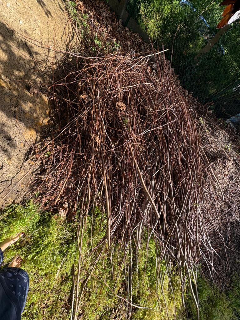Wilgentakken, Tuin en Terras, Ophalen, Vaste plant