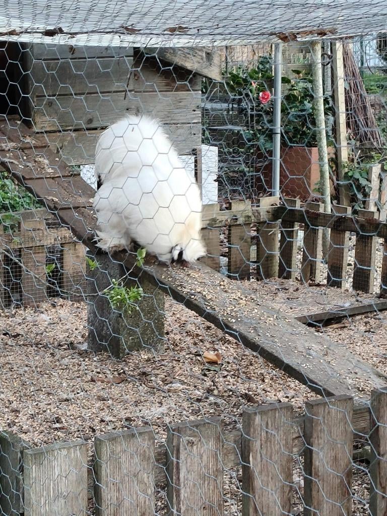 Zijdehoender hanen, Dieren en Toebehoren