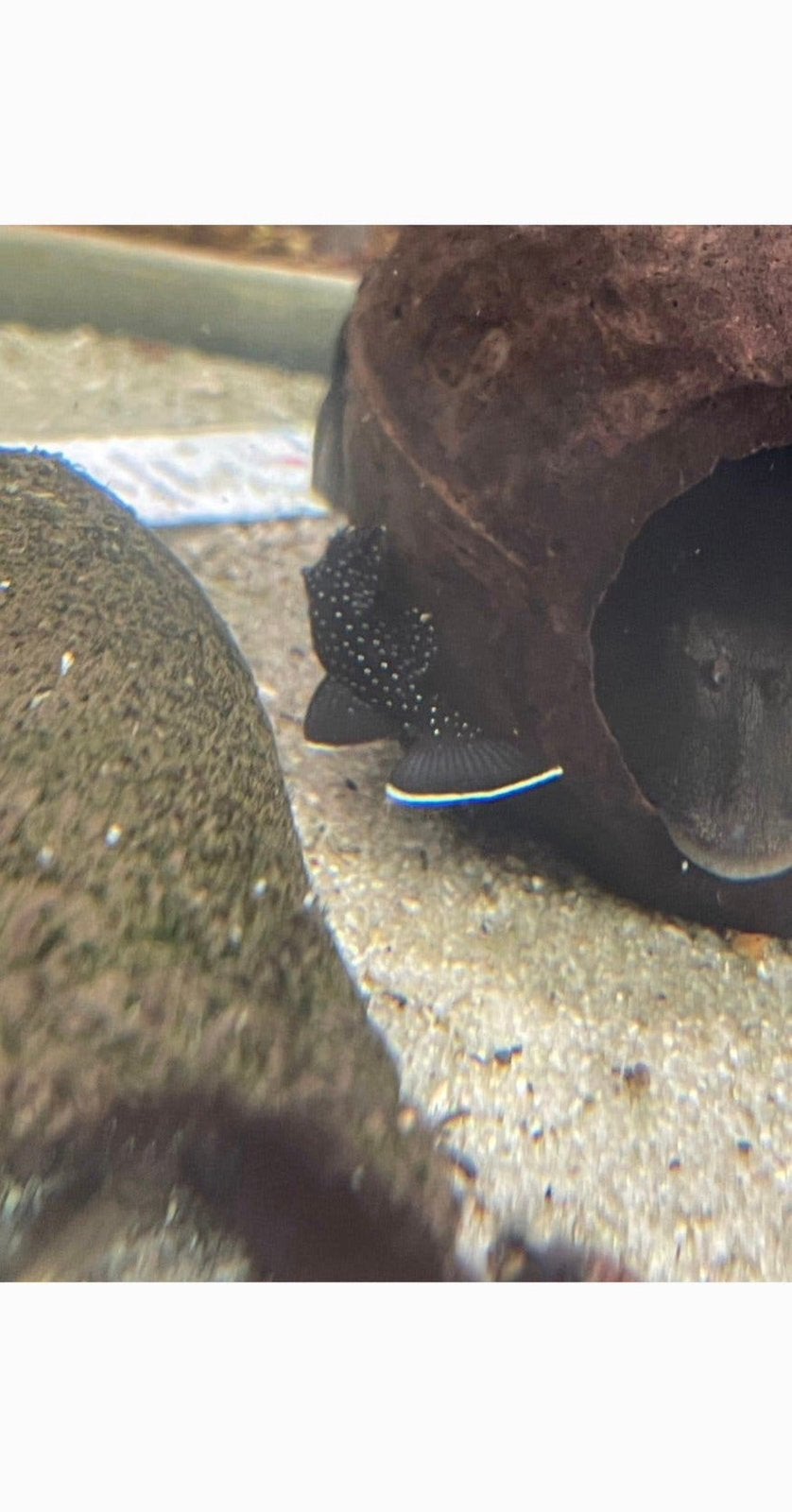 4  L181 Peppermint Pleco, Dieren en Toebehoren
