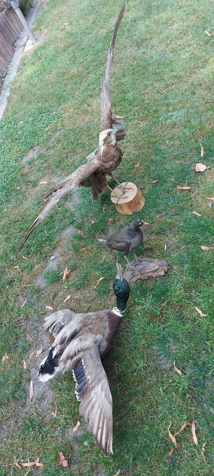 Opgezet vogels, Animaux & Accessoires