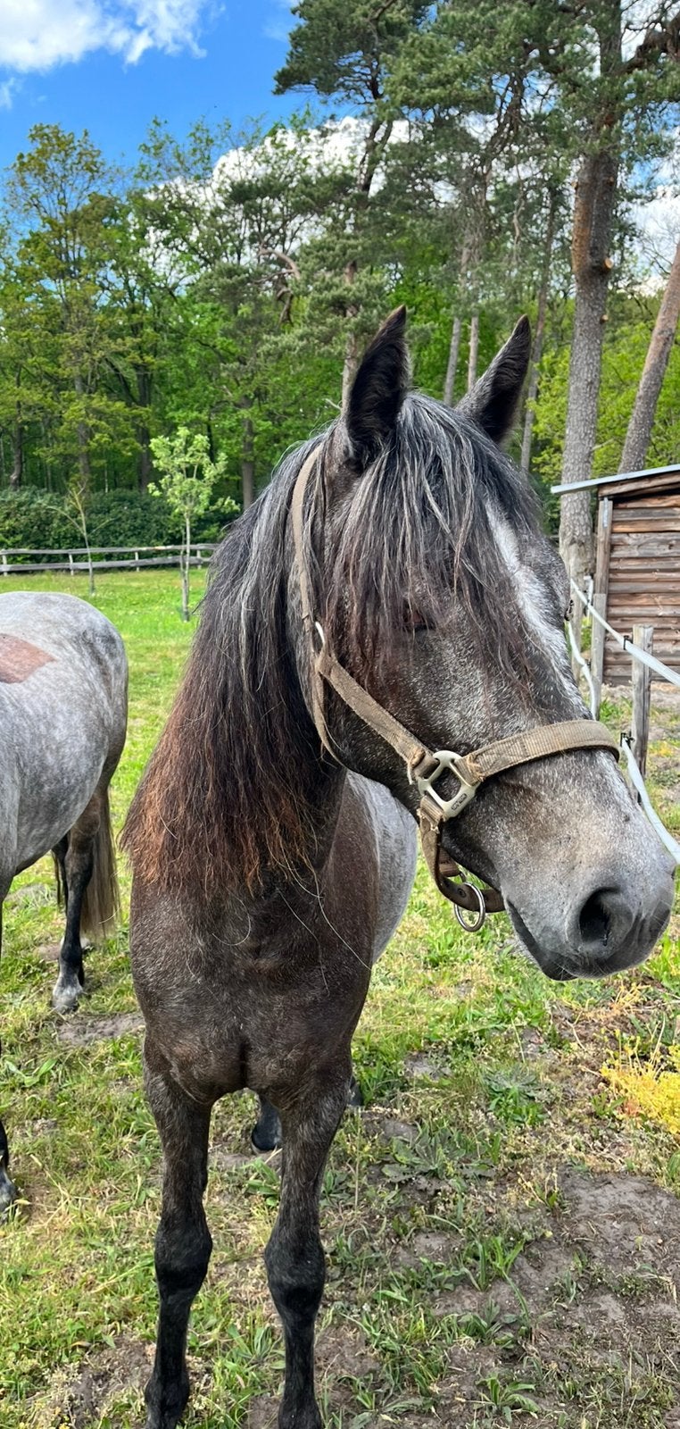 Connemara merrie, Dieren en Toebehoren, Merrie, Met stamboom, 0 tot 2 jaar, Onbeleerd