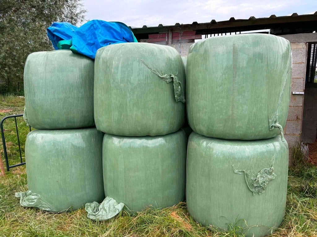 Midi balen hooi te koop – geschikt voor paarden, Dieren en Toebehoren, Ophalen, Vee