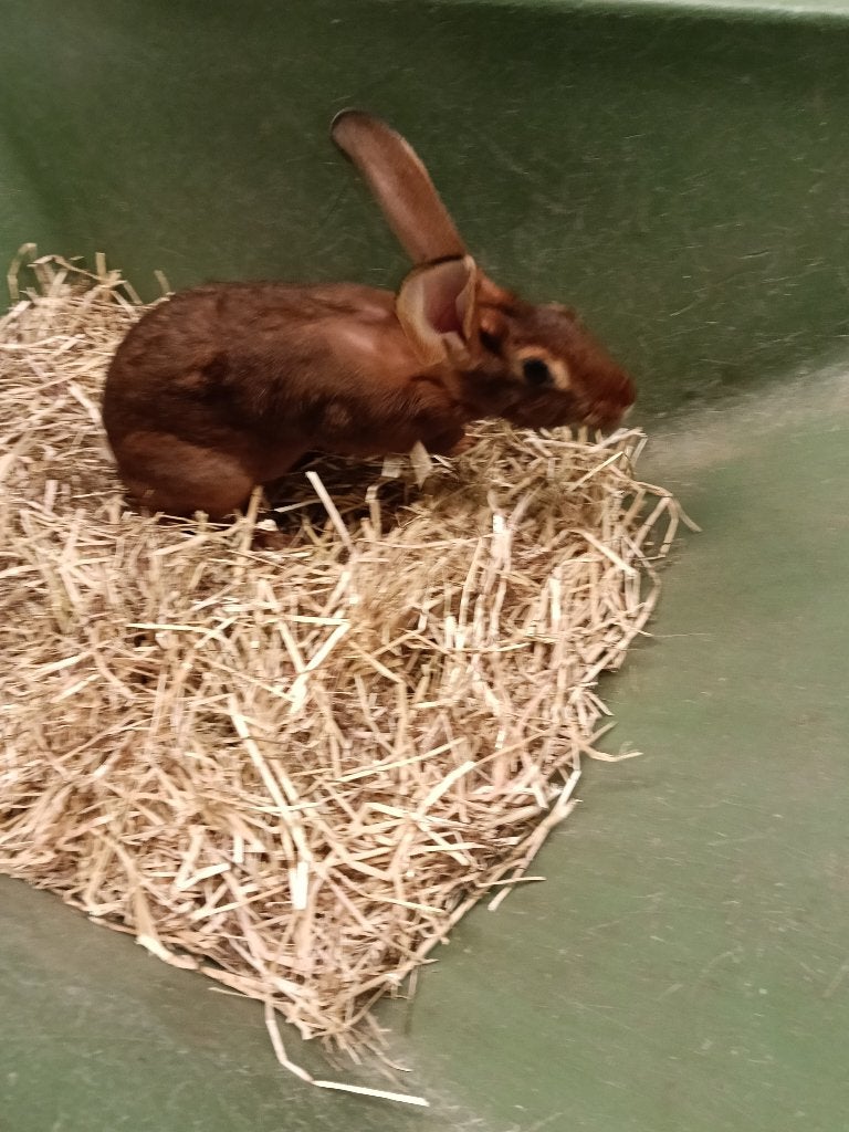 Raszuivere Belgische hazen, Meerdere dieren, Middelgroot