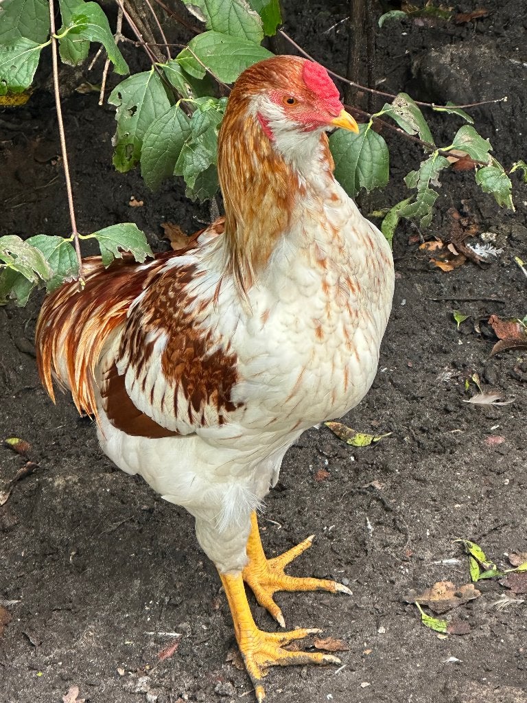 Araucana haan raszuiver blauw groene eieren, Mai, Mâle