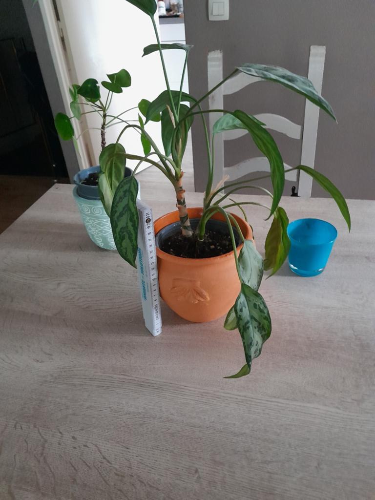 Pot terre cuite, Enlèvement ou Envoi