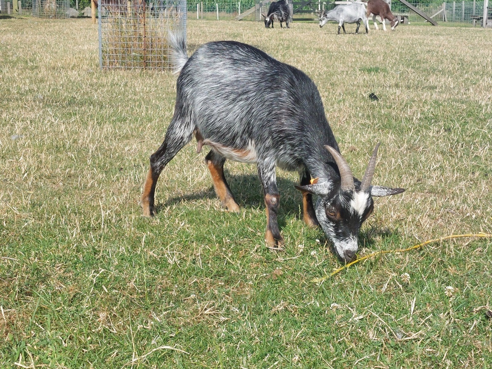 Hermelijn ooi.
