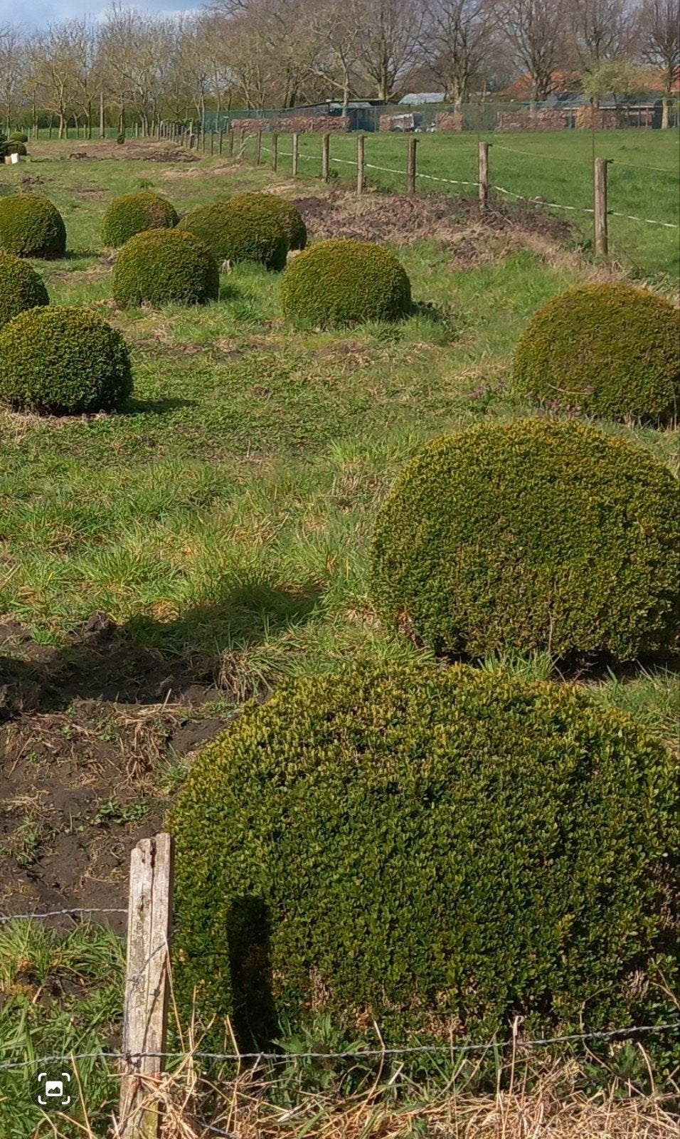 Buxus bollen, laatse stuks van +/- 1meter, Ophalen of Verzenden, Vaste plant, Overige soorten