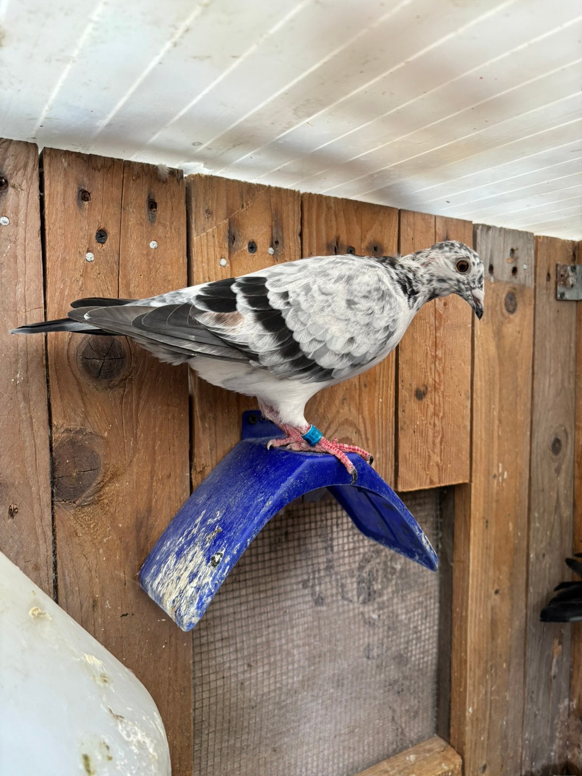 Schimmel x Meeuw jonge reisduiven te reserveren, Dieren en Toebehoren