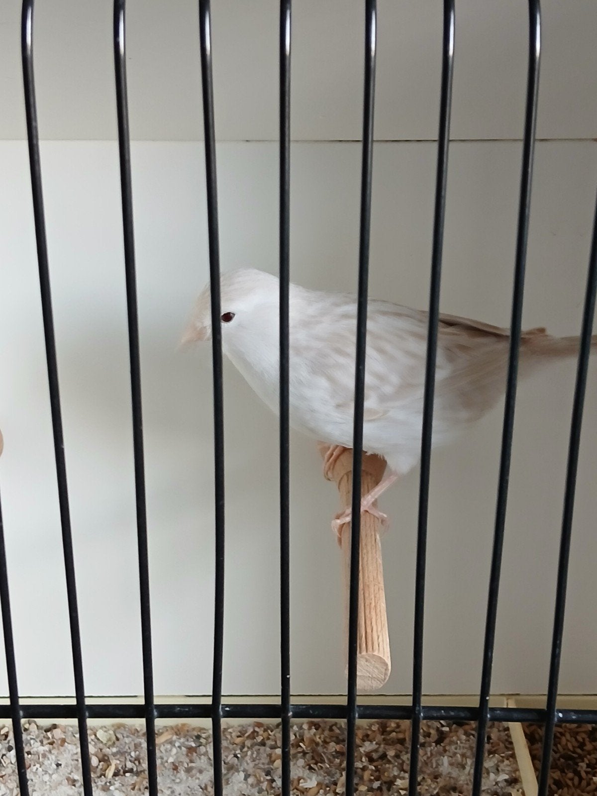 Satinet wit  pop 2025, Dieren en Toebehoren, Vogels | Kanaries