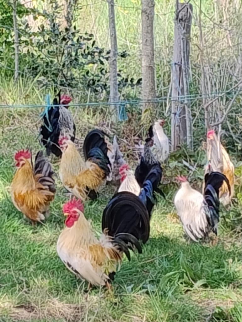 Chabo  jonge haantjes, Dieren en Toebehoren, Pluimvee, Meerdere dieren, Kip