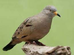 Pigeons péruviens 3-0, Mâle, Oiseau tropical, Domestique