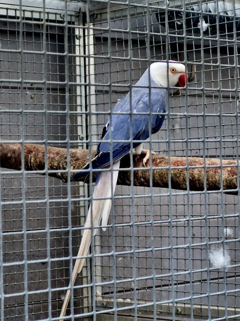 Kweekrijp kppl violet bleekst, opal. halsband parkieten, Dieren en Toebehoren, Geringd