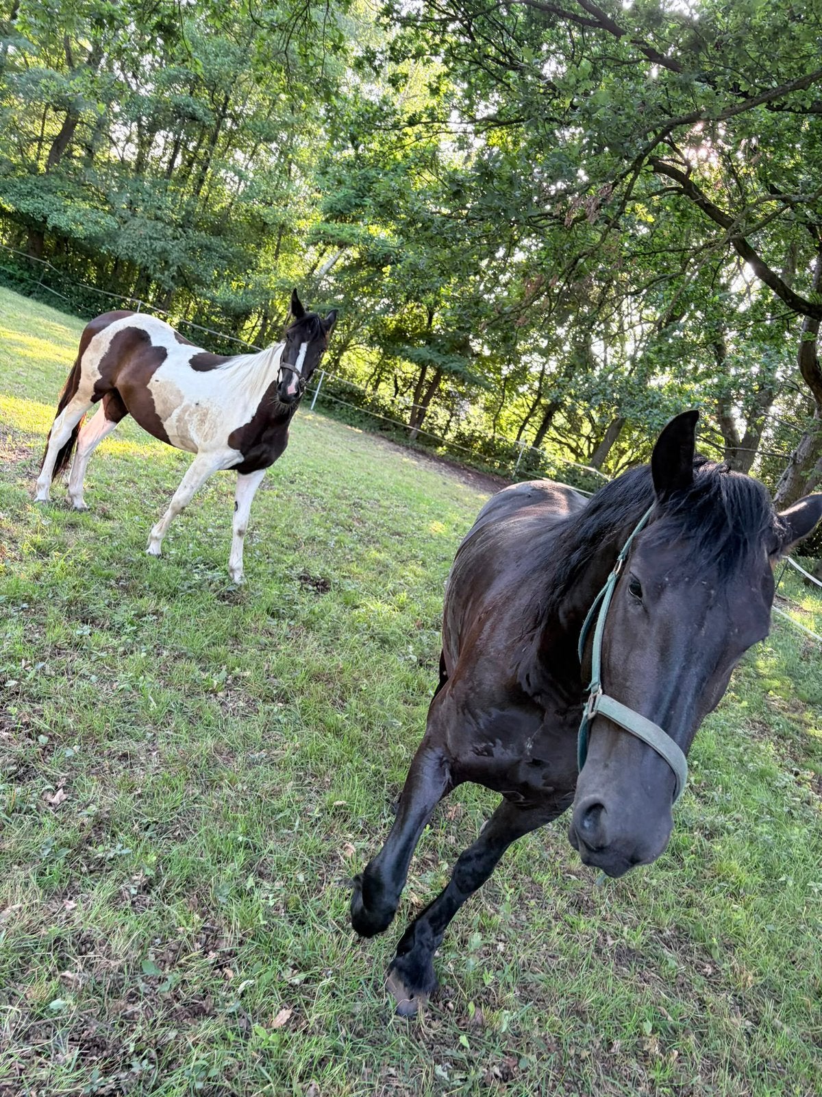 4 jarige friese merrie, Dieren en Toebehoren, Paarden, Merrie, Zadelmak