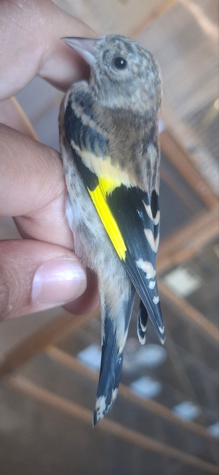2 mâles chardonneret parva