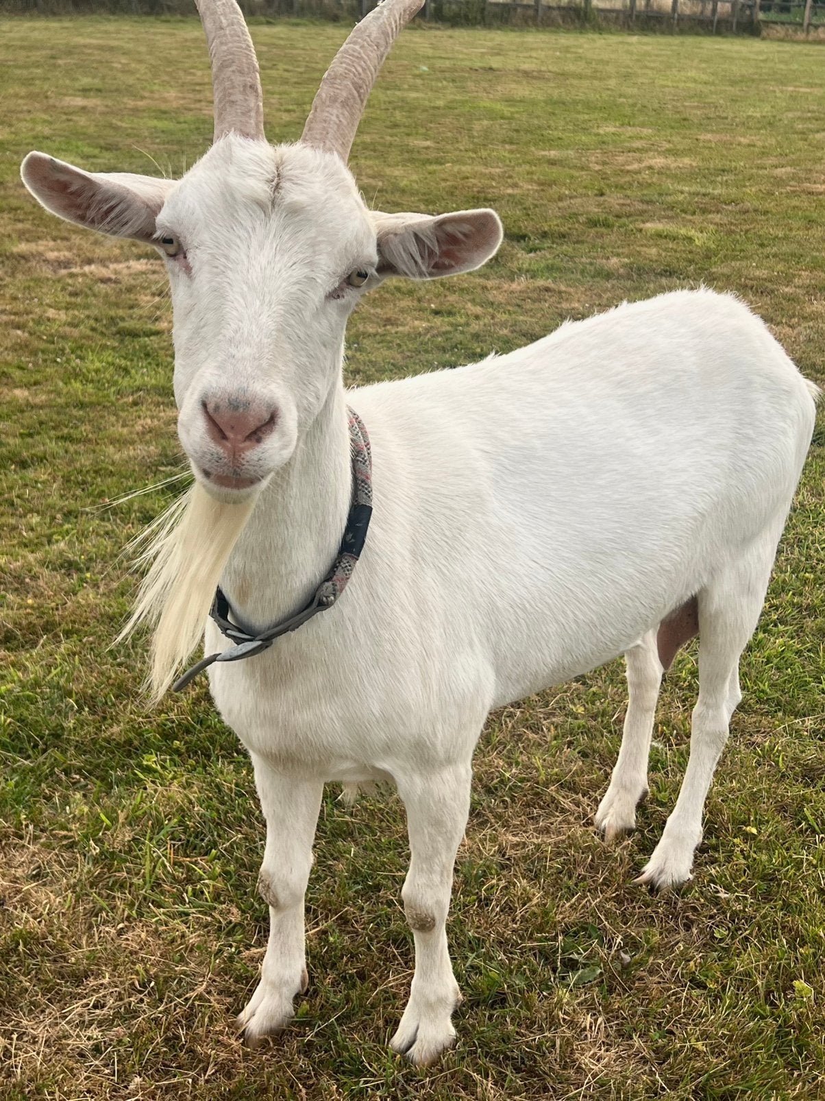 Chèvre blanche, Animaux & Accessoires, Moutons, Chèvres & Cochons, Chèvre