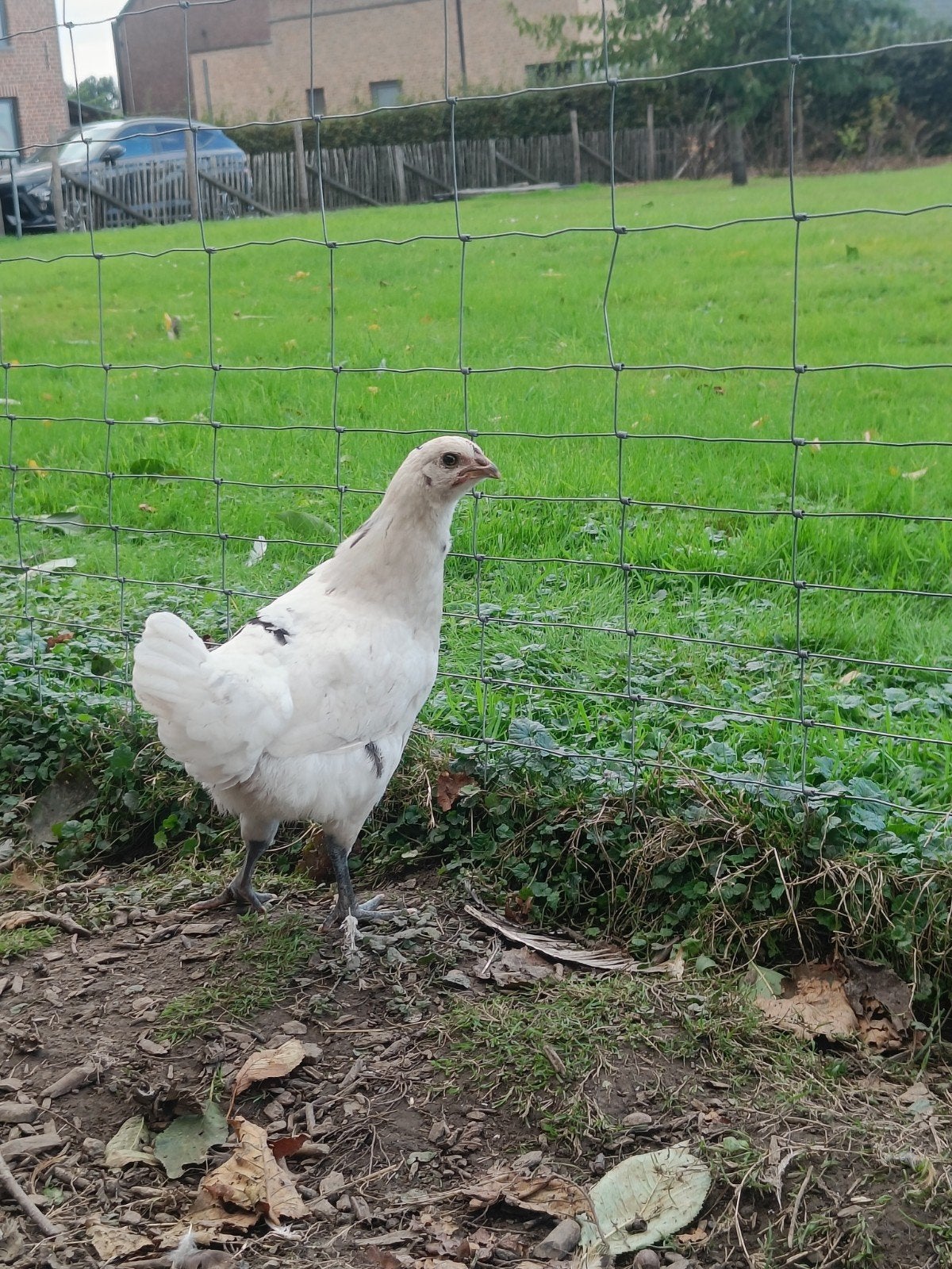 jong wit hennetje met zwarte stippen, Dieren en Toebehoren