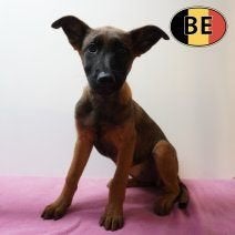 Berger Malinois (femelles) à vendre, Animaux & Accessoires, Chiens | Bergers & Bouviers, 15 semaines à 1 an, Commerçant, Chienne