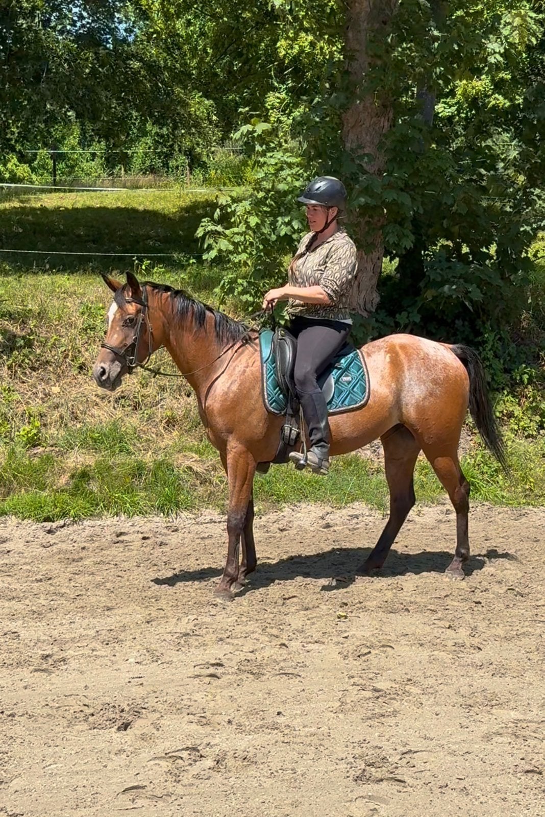 Prachtige Red Roan Blanket Appaloosa merrie, Animaux & Accessoires, Poneys, Jument, Débourré, Poney E (1.48 m - 1.57m), 3 à 6 ans
