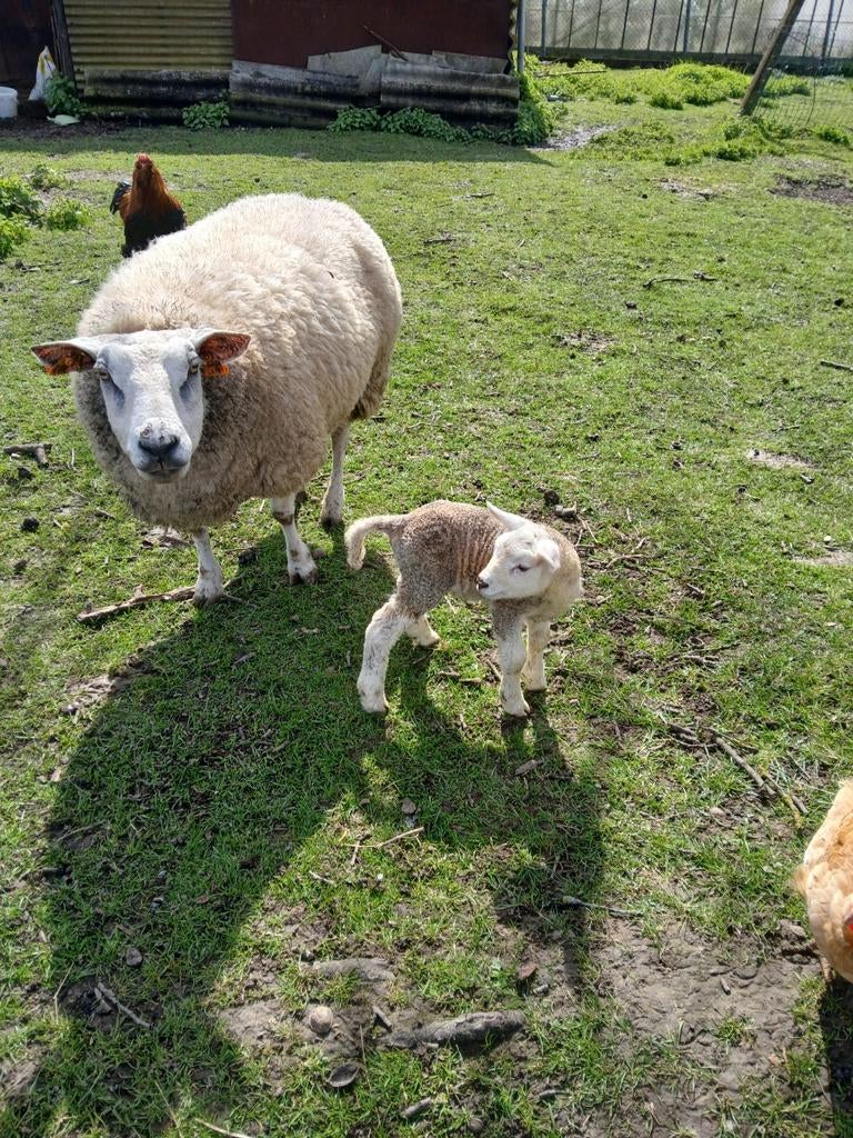 2 brebis avec agneau, Animaux & Accessoires