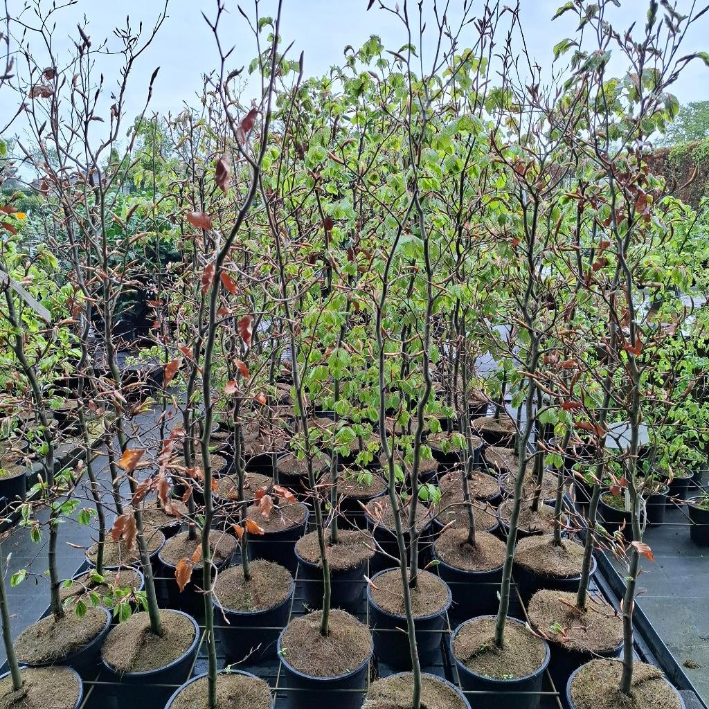 Beukenhagen in container, Ophalen, Beukenhaag, Haag