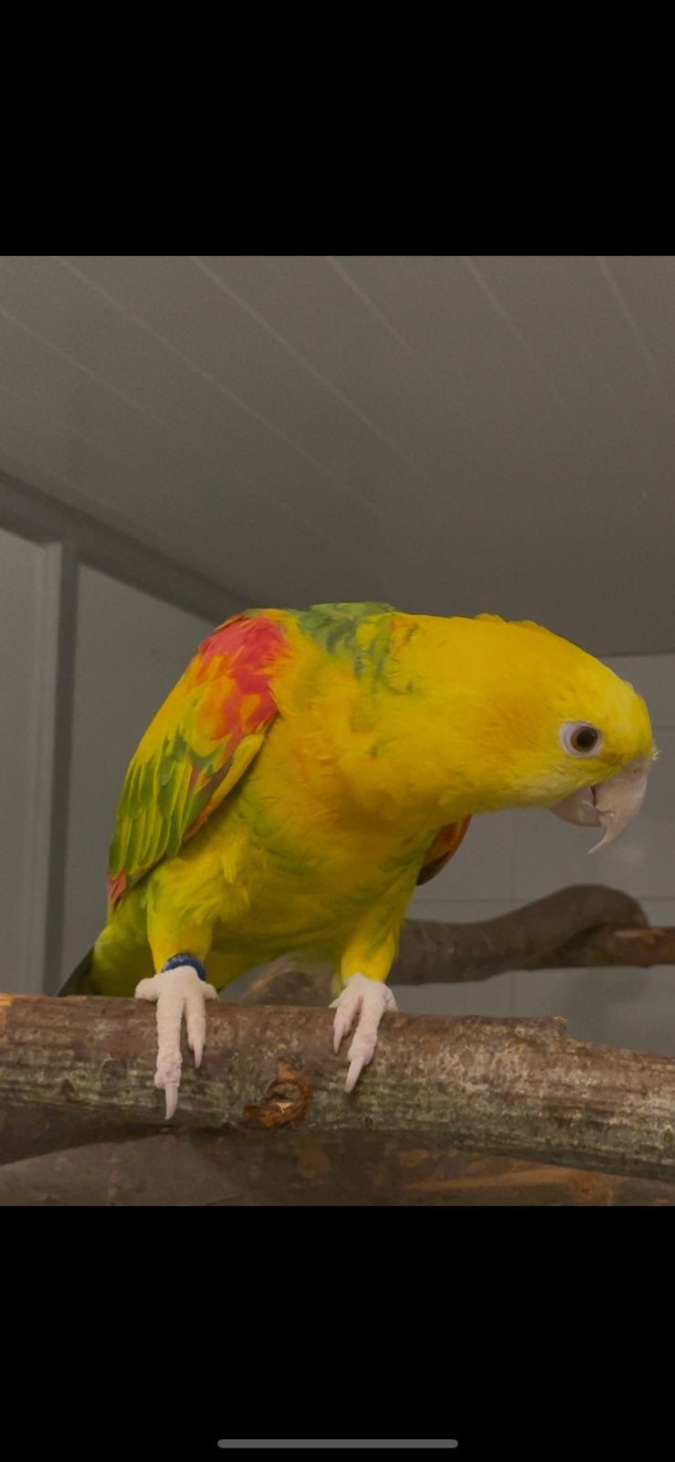 Gezocht !!!!! ORATRIX MAGNA AMAZONE, Dieren en Toebehoren, Meerdere dieren, Papegaai, Geringd