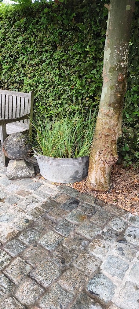 Vijverplanten, Tuin en Terras, Vijvers, Ophalen, Gebruikt