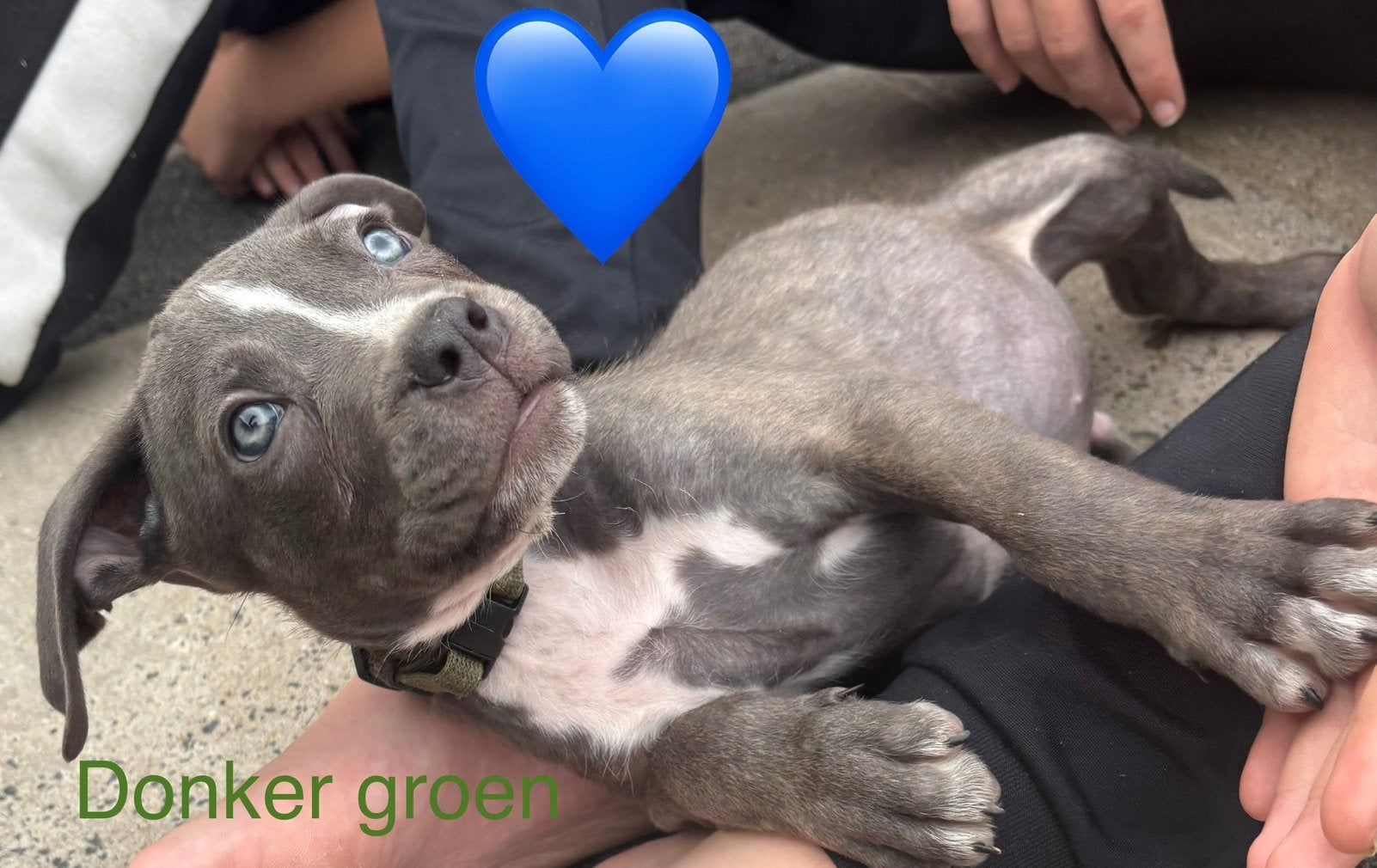 Puppies 10 weken. Mogen verhuizen!, 8 tot 15 weken, Meerdere, Meerdere dieren, Nederland