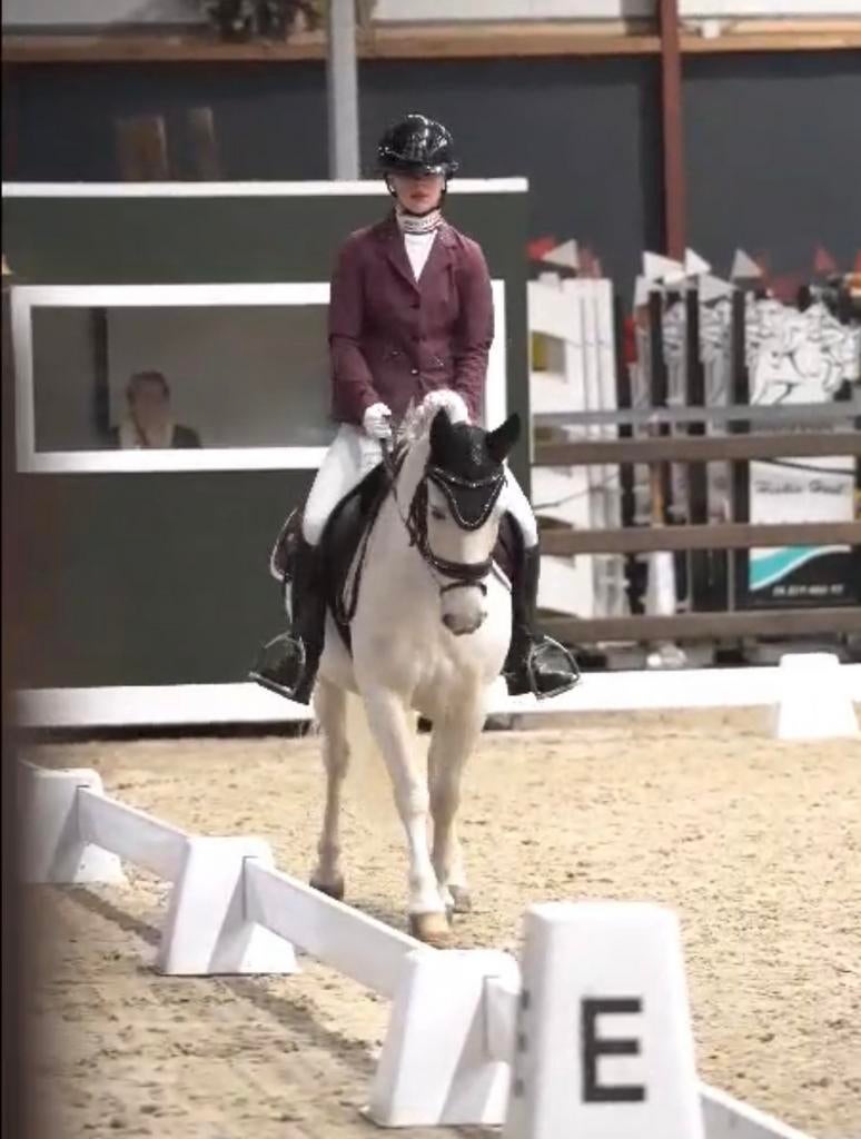 Stevige c pony ruin 8 jaar voor recreatie Palomino, Dieren en Toebehoren, Ruin, Dressuurpony, 7 tot 10 jaar, L