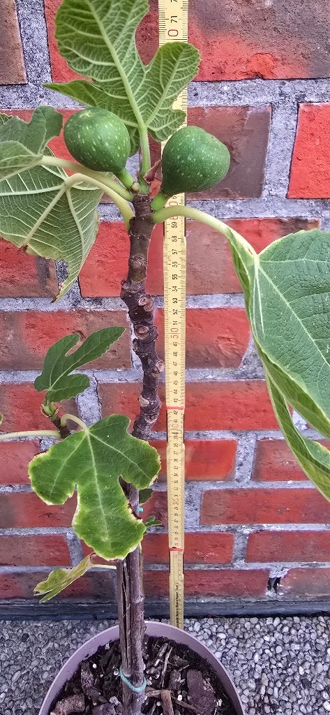 Figuier 'BROWN TURKEY' Ficus Carica 1v8, Jardin & Terrasse, Figuier, En pot, Plein soleil, Enlèvement