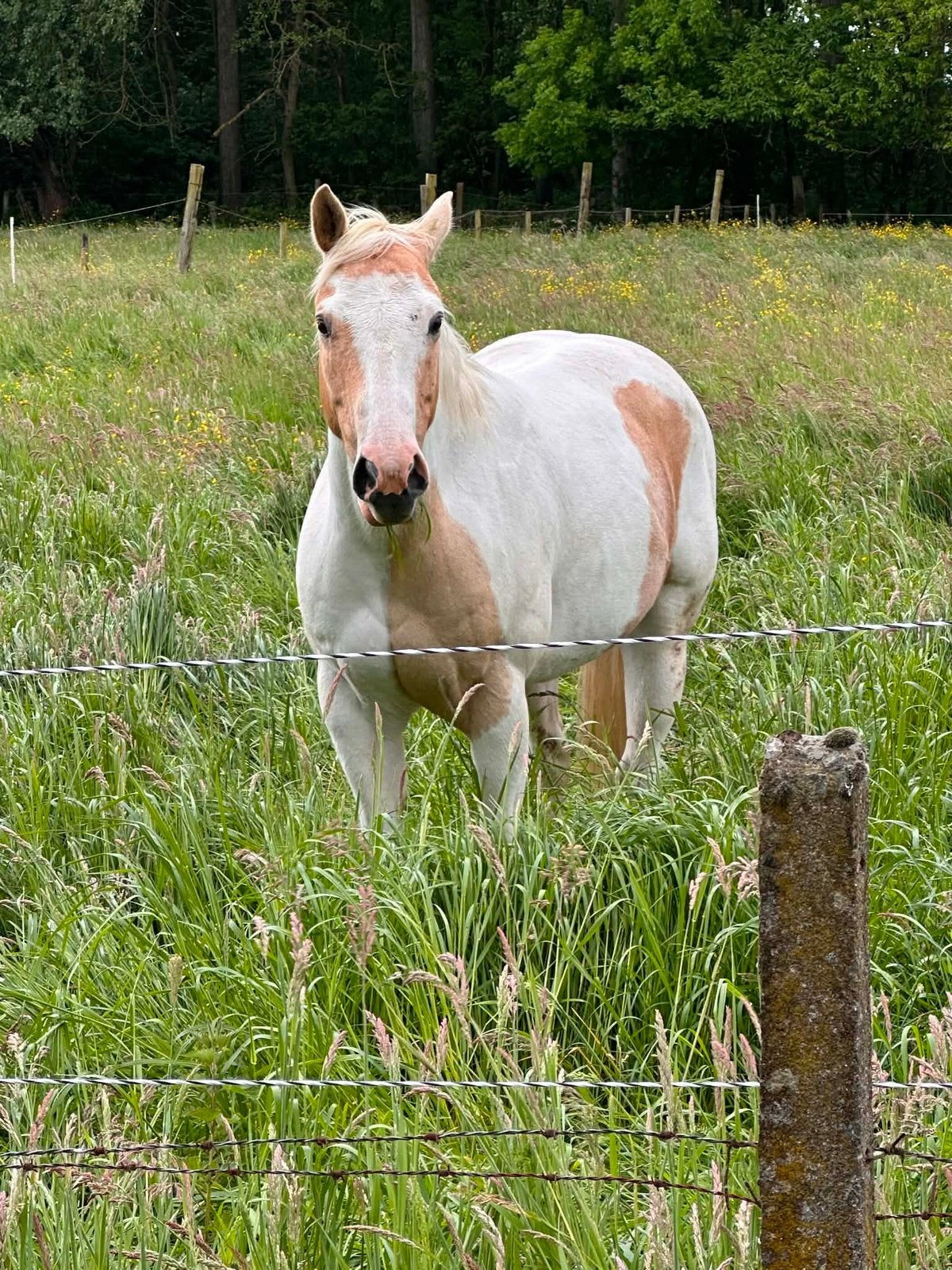 6 jarige pinto ruin, Dieren en Toebehoren, Pony's, Ruin