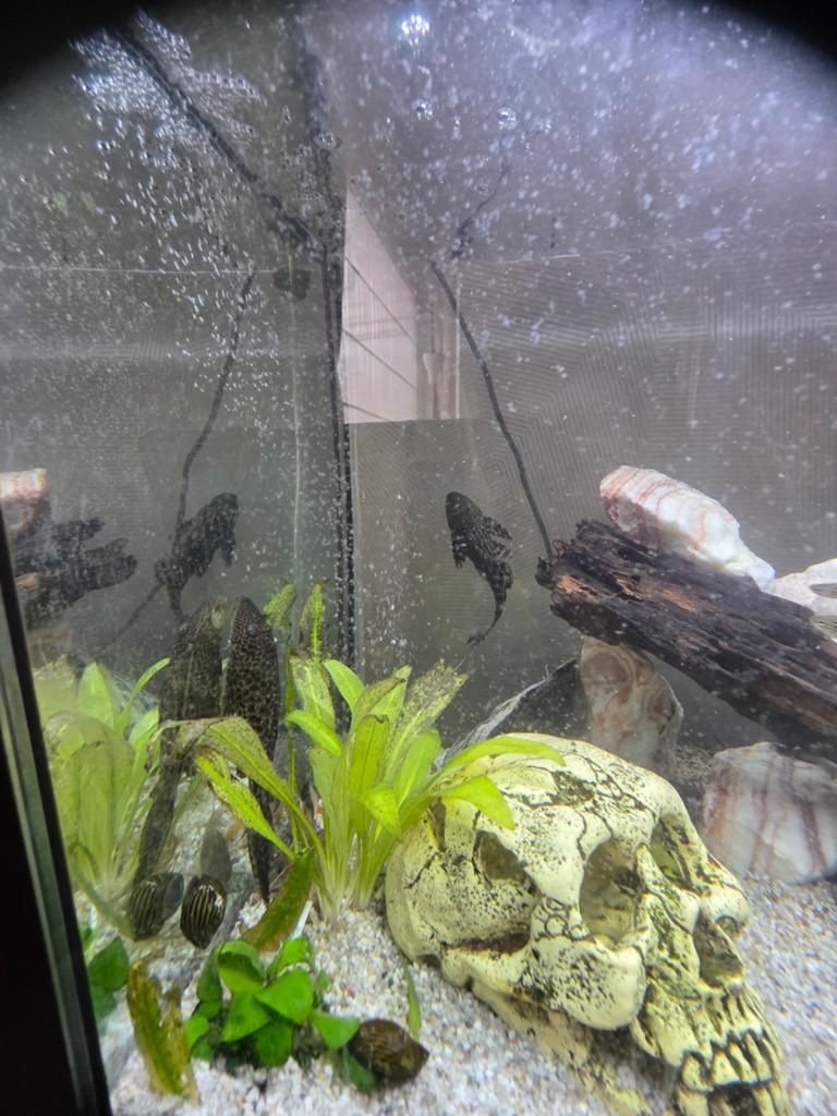 Plecos, Dieren en Toebehoren, Vissen | Aquariumvissen, Vis