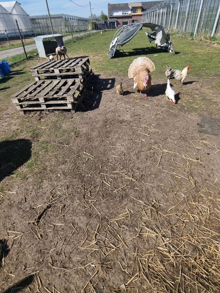 Kippen opvang, Dieren en Toebehoren